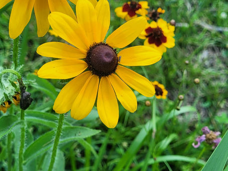 Yellow flowers with dark centers beside green foliage