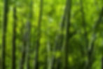 bamboo.jpeg