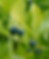 evgenia_foto_nature_2web