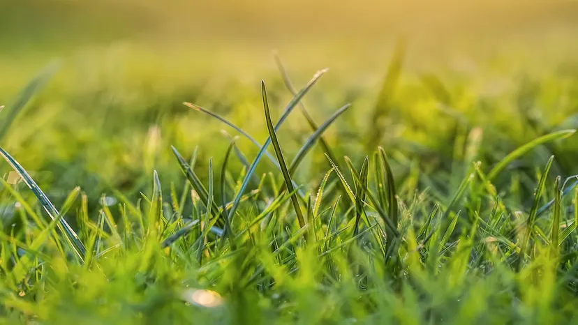 grass.webp