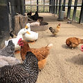 meet our coop of quiet, friendly chickens at Firelight Cabins