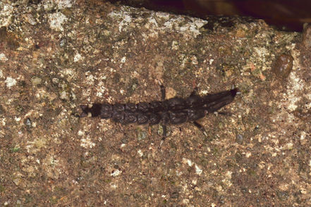 弦月窗螢 Lunate Window Firefly (Pyrocoelia lunata)