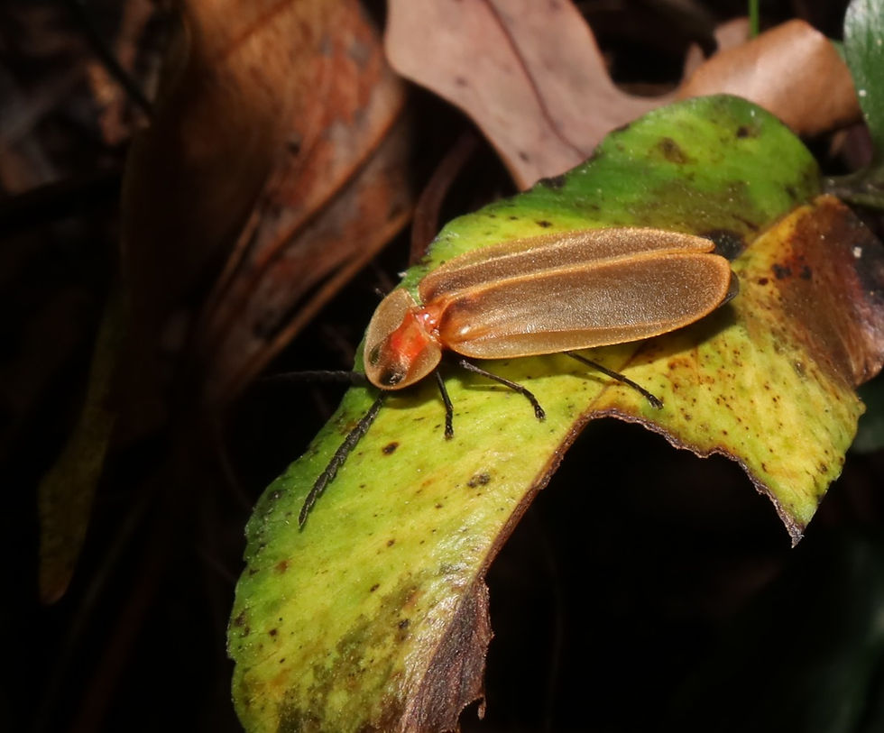 秋季螢火蟲導賞活動