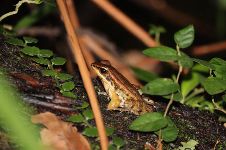 闊褶蛙 Brown Wood Frog (Hylarana latouchii)