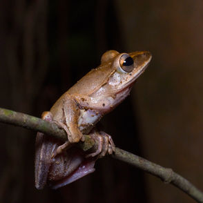 斑腿泛樹蛙 Brown Tree Frog (Polypedates megacephalus)