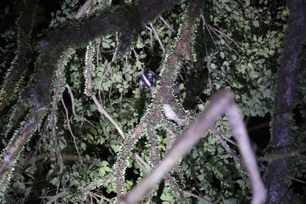 Masked Palm Civet (Paguma larvata)
