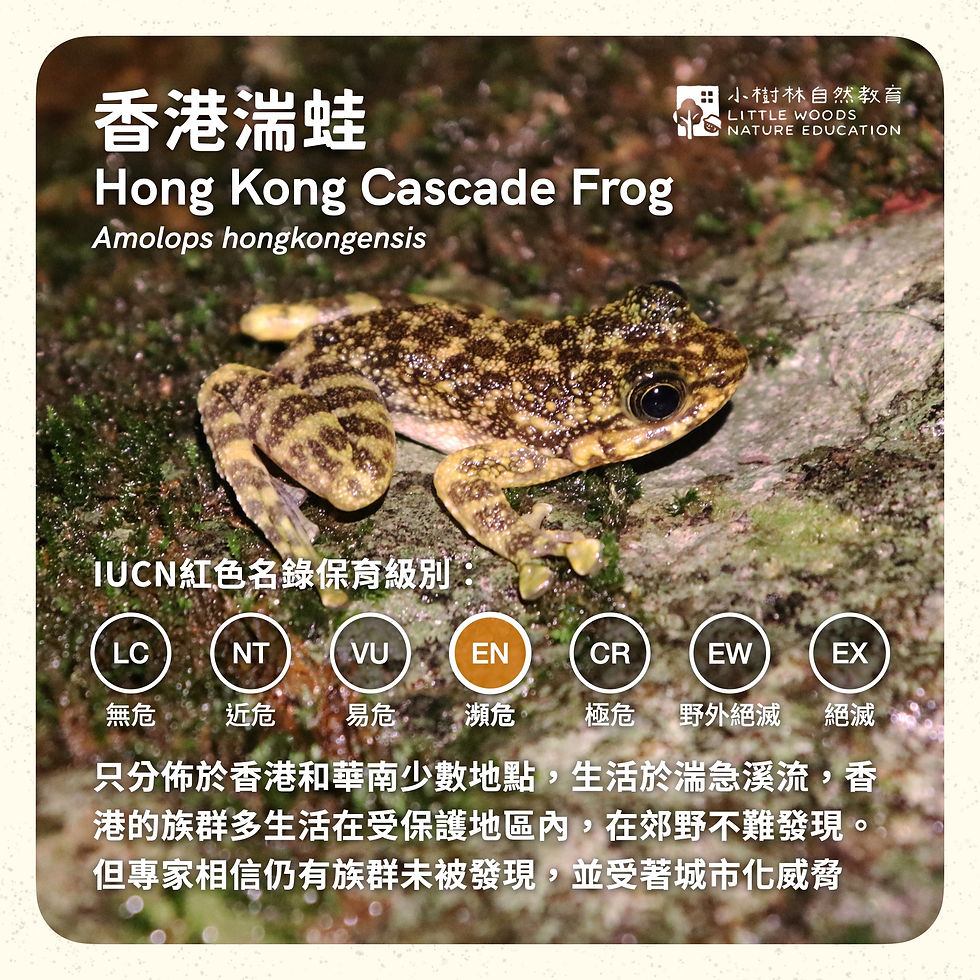 香港湍蛙伏在石頭上的樣子