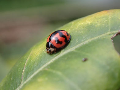 六斑月瓢蟲
Six-spotted Zigzag Ladybird (Cheilomenes sexmaculata)