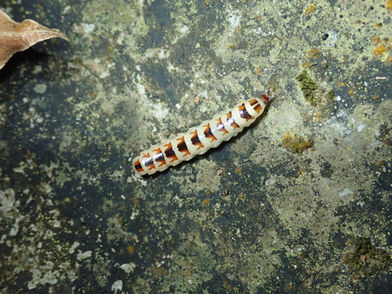 垂鬚螢 Comb-horned Firefly (Stenocladius sp.)