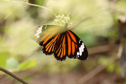 虎斑蝶
Common Tiger (Danaus genutia)