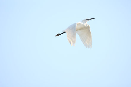 小白鷺
Little Egret (Egretta garzetta)
