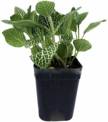 Green Fittoniam Indoor Plant Pot included