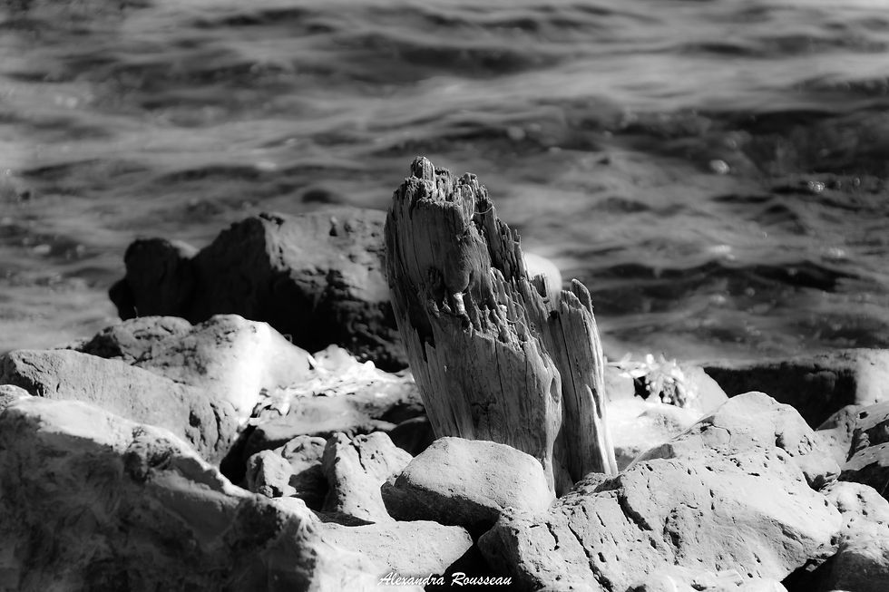 DSC_4307
