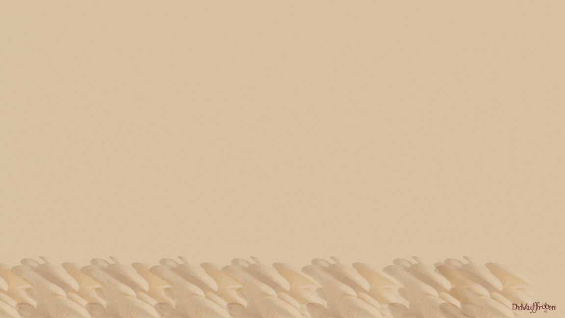 oyster mushrooms benefits in india