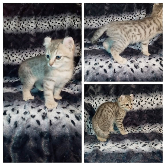 20210819_073737-COLLAGE.jpg