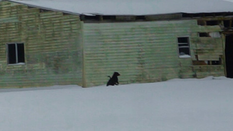 Dog in the Snow, 2017 | Photo by Merve Cowling