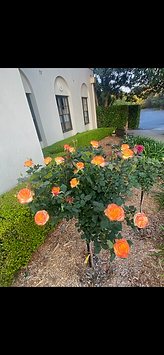 IMG_1723.png