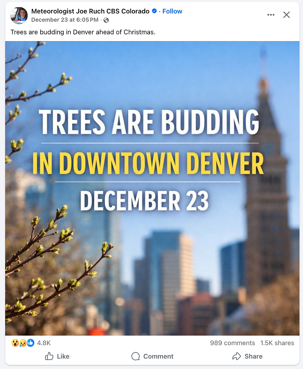 Trees are budding in December 2025 in Denver