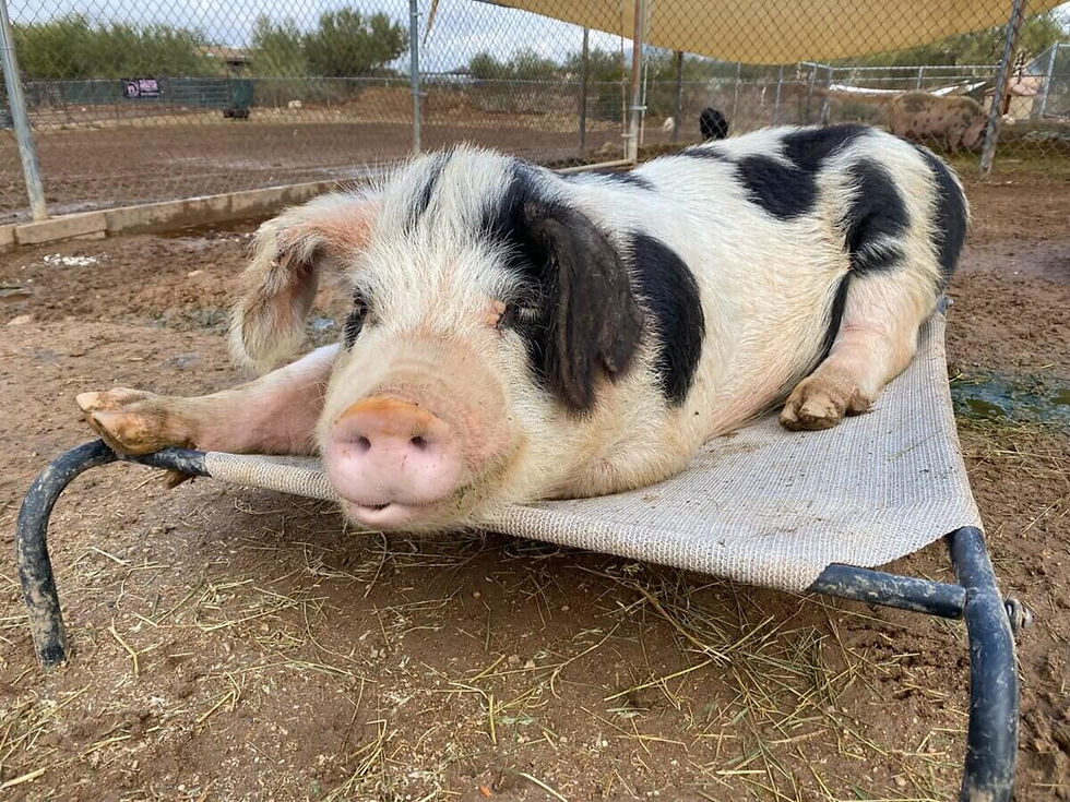 Better Piggies Featured in Copper Courier.jpeg