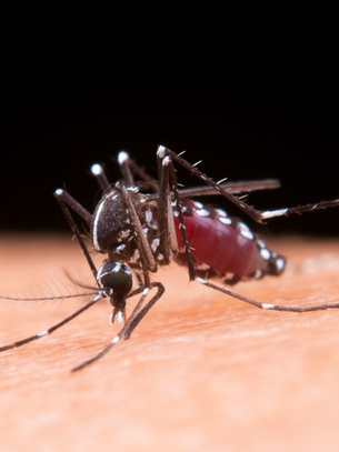 Zika Virus in The headlines again