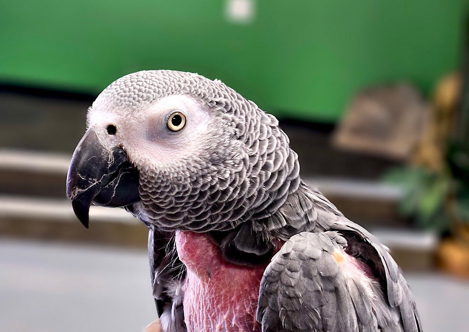 African Grey Parrot