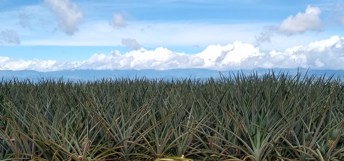 pineapples.png