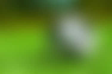 Vélemények összevetése az NB1 állapotáról, 888 és 444