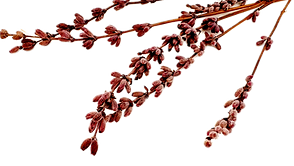 IMG_1840 (фон удален)_edited.png