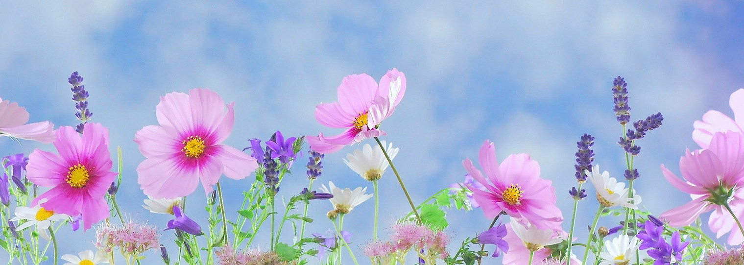 wild-flowers-571940_1920.jpg
