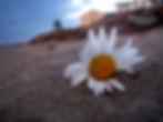 Daisy - Sue Website.jpg