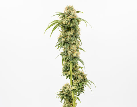 Chem OG 