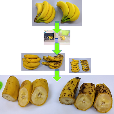 バナナ実験まとめ_edited_edited_edited.png
