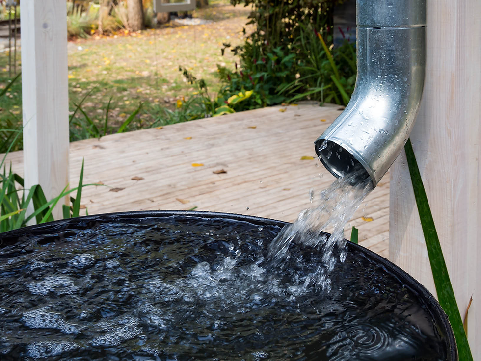 The Best Sustainable Lawn Alternatives