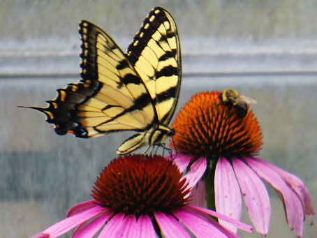 VIRTUAL EVENT: ATTRACTING SIX BUTTERFLY SPECIES TO YOUR YARD
