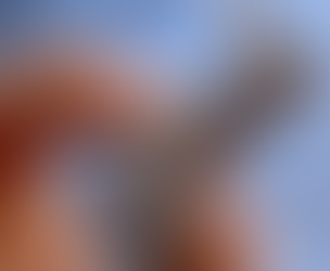 Começa a temporada de liberação de tartarugas marinhas em Riviera Nayarit