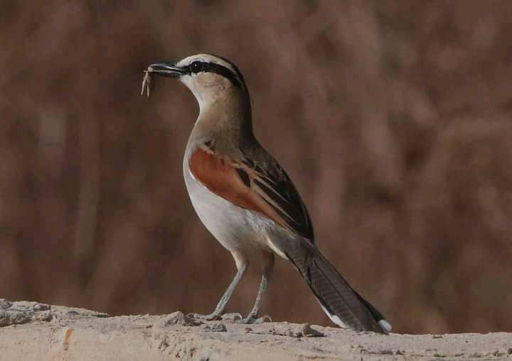 WhatsApp Image 2022-01-16 at 12.36.53 PM (1)