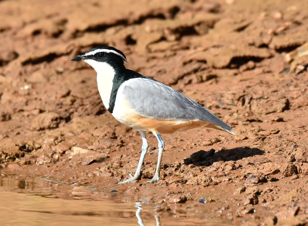 Egyptian Plover | www.gambiabirding.net