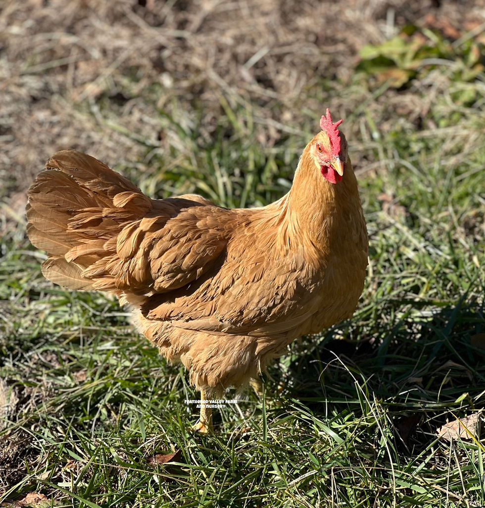 Thumbnail: Exhibition Type Buff Leghorn Chicks