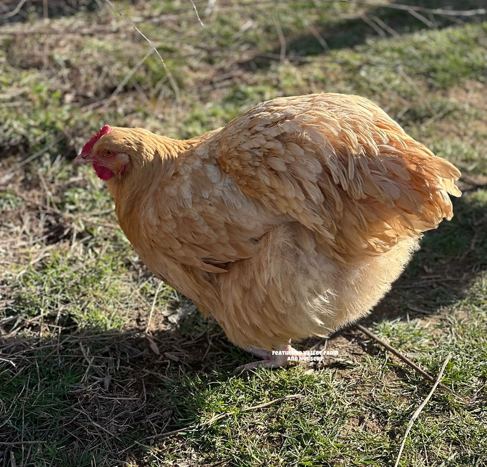 Thumbnail: Exhibition Type Buff Orpington 