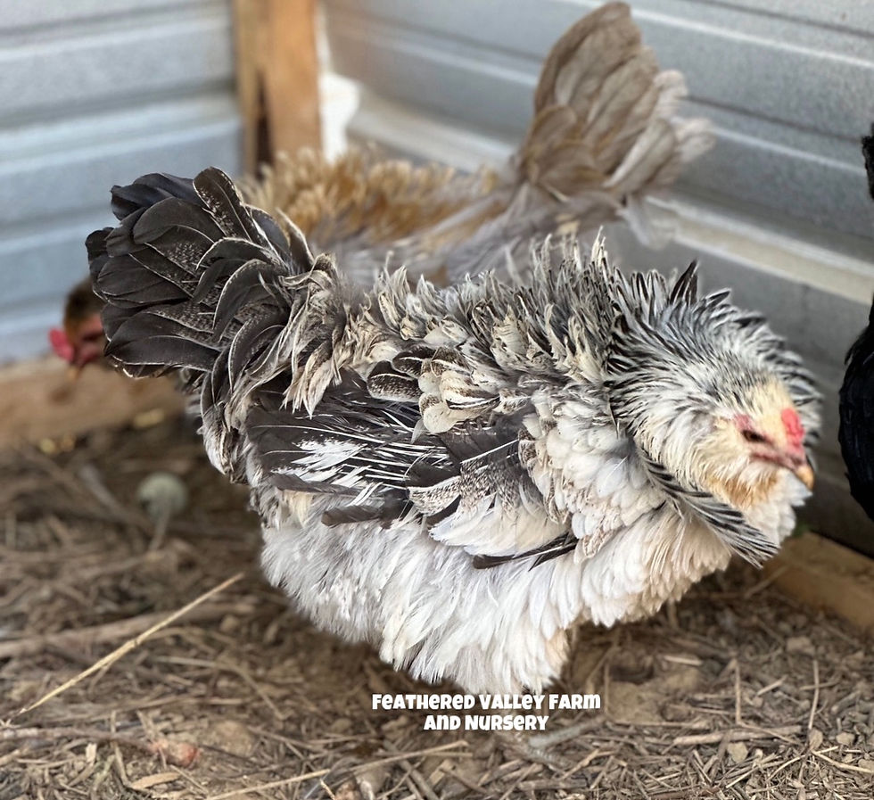 Thumbnail: Frizzle Americana Dozen