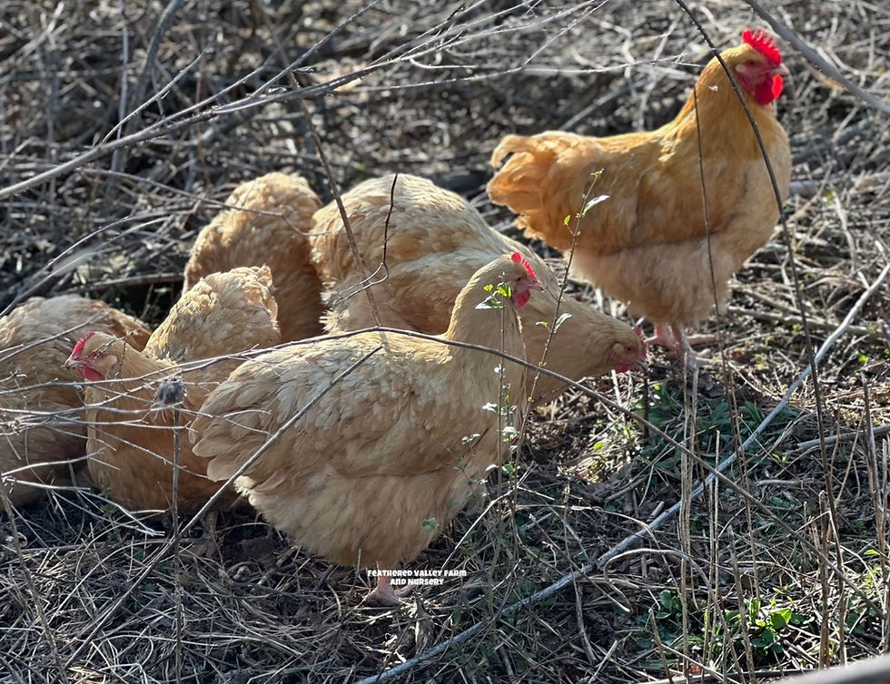 Thumbnail: Exhibition Type Buff Orpington Chicks