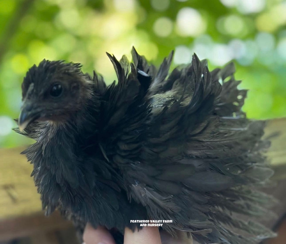 Thumbnail: Frizzle Fibro Easter Egger Chicks