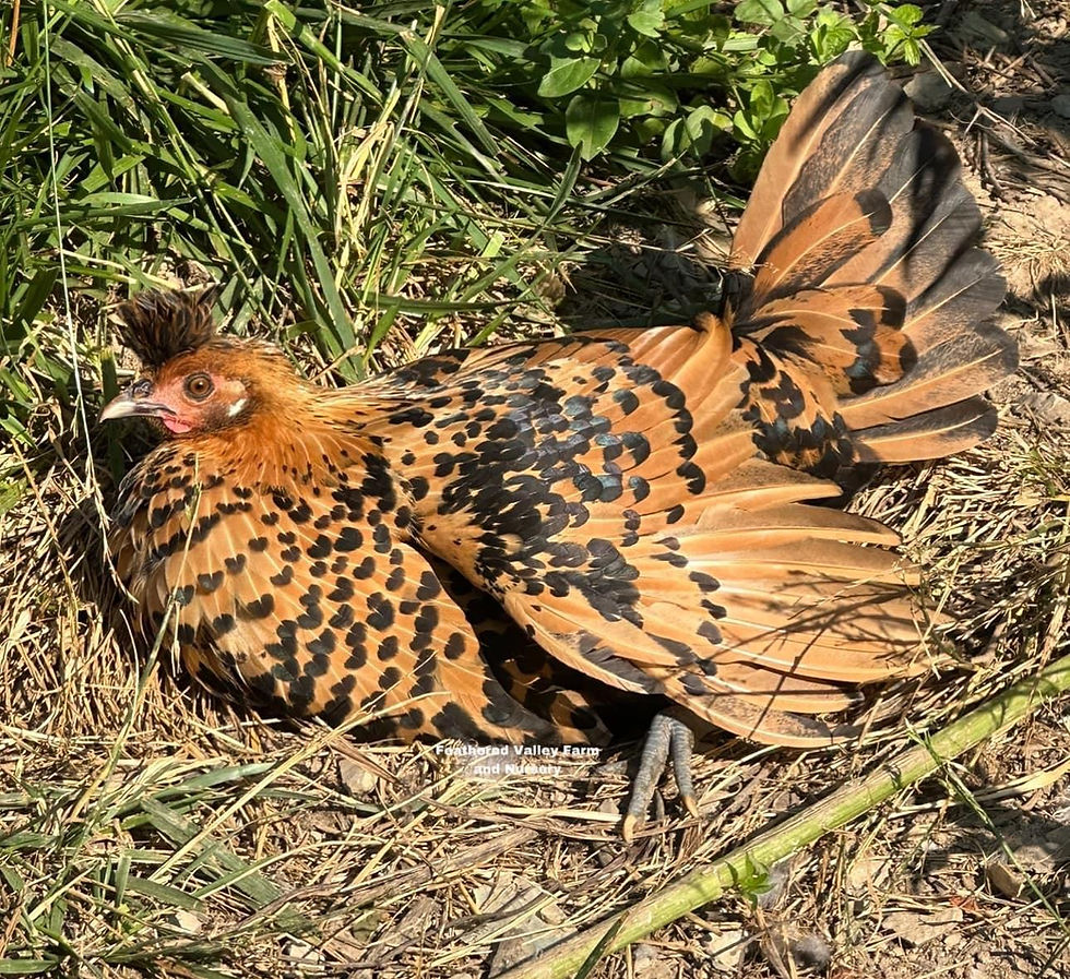 Thumbnail: Golden Spangled Appenzeller Spitzhauben