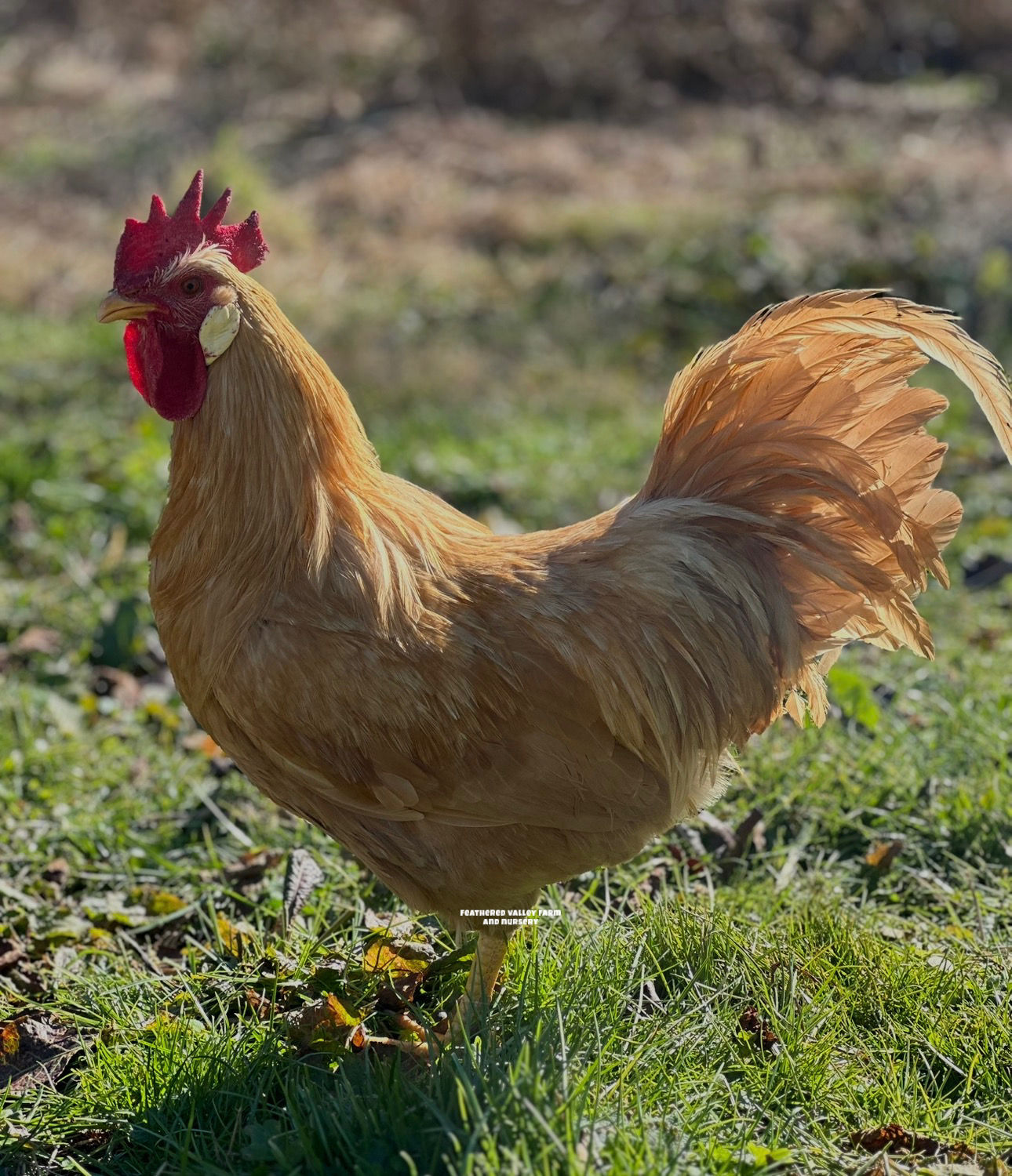Exhibition Type Buff Leghorn Hatching Eggs