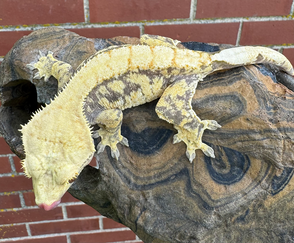 Female Extreme Harlequin 