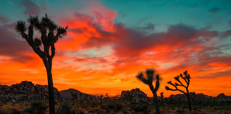 Desert Healing: A Trauma Recovery Retreat with Dr. Tammy