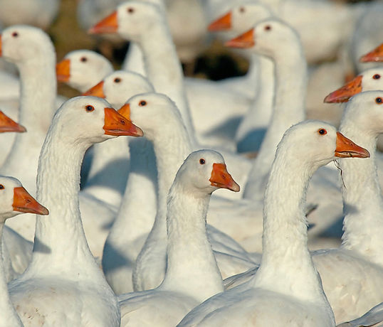 гусиная ферма