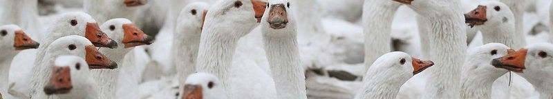 белые гуси