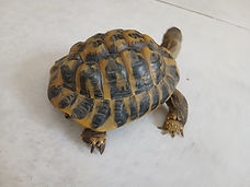 Tortue