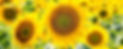 Girasoles 2.jpg